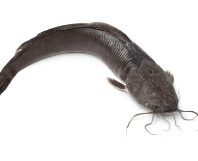 Whole Catfish