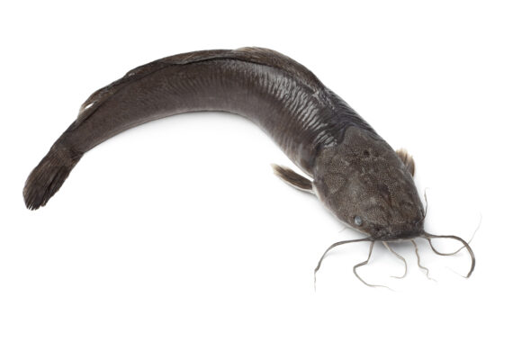 Whole Catfish