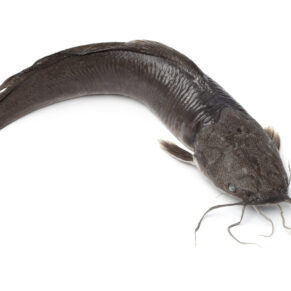 Whole Catfish