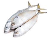 Whole mackerel fish