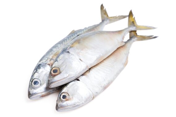 Whole mackerel fish