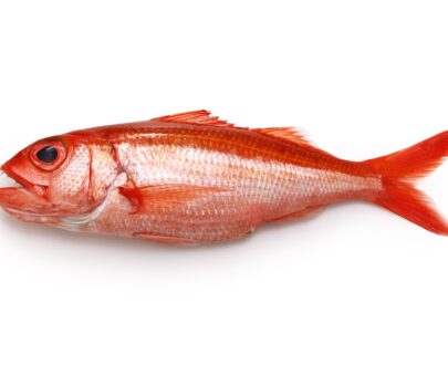Whole red snapper fish