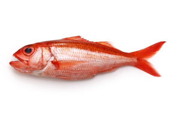 Whole red snapper fish