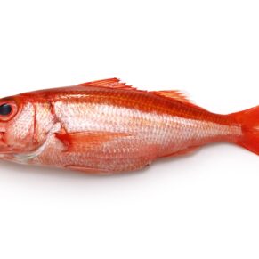 Whole red snapper fish