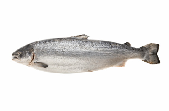 Fresh Whole Sea Trout