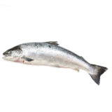 Whole Salmon