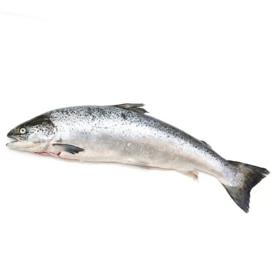 Whole Salmon