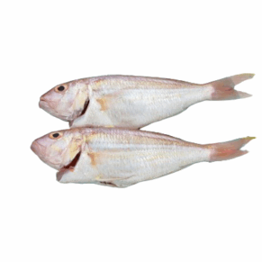 Whole yellow.croaker fish