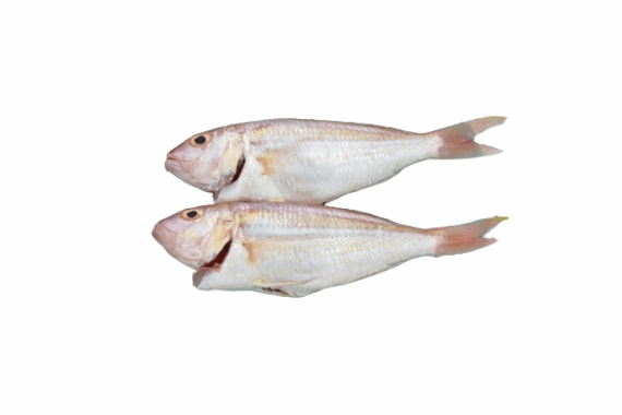 Whole yellow.croaker fish